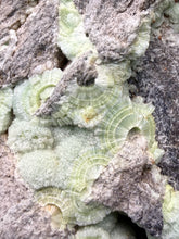 Load image into Gallery viewer, High-Grade Green Wavellite Collectors Specimen - Radiating Botryoidal Crystal Formation - Arkansas, USA