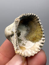 Load image into Gallery viewer, Bivalve (Pelecypoda) Fossil Sea Shell with Chalcopyrite | Mineralized Fossil Specimen | Indonesia