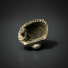 Load image into Gallery viewer, Bivalve (Pelecypoda) Fossil Sea Shell with Chalcopyrite | Mineralized Fossil Specimen | Indonesia
