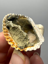 Load image into Gallery viewer, Bivalve (Pelecypoda) Fossil Sea Shell with Chalcopyrite | Mineralized Fossil Specimen | Indonesia