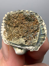 Load image into Gallery viewer, Bivalve (Pelecypoda) Fossil Sea Shell with Chalcopyrite | Mineralized Fossil Specimen | Indonesia