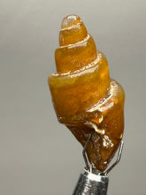 Load image into Gallery viewer, Agatized Gastropod Fossil Specimen | Morocco