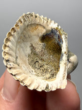 Load image into Gallery viewer, Bivalve (Pelecypoda) Fossil Sea Shell with Chalcopyrite | Mineralized Fossil Specimen | Indonesia
