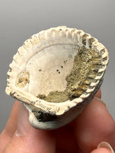 Load image into Gallery viewer, Bivalve (Pelecypoda) Fossil Sea Shell with Chalcopyrite | Mineralized Fossil Specimen | Indonesia