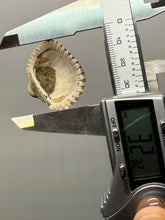 Load image into Gallery viewer, Bivalve (Pelecypoda) Fossil Sea Shell with Chalcopyrite | Mineralized Fossil Specimen | Indonesia