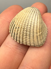 Load image into Gallery viewer, Bivalve (Pelecypoda) Fossil Sea Shell with Chalcopyrite | Mineralized Fossil Specimen | Indonesia