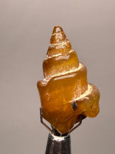 Load image into Gallery viewer, Agatized Gastropod Fossil Specimen | Morocco