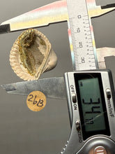 Load image into Gallery viewer, Bivalve (Pelecypoda) Fossil Sea Shell with Chalcopyrite | Mineralized Fossil Specimen | Indonesia
