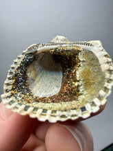 Load image into Gallery viewer, Bivalve (Pelecypoda) Fossil Sea Shell with Chalcopyrite | Mineralized Fossil Specimen | Indonesia