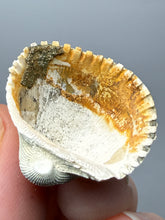 Load image into Gallery viewer, Bivalve (Pelecypoda) Fossil Sea Shell with Chalcopyrite | Mineralized Fossil Specimen | Indonesia