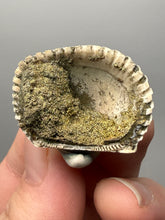 Load image into Gallery viewer, Bivalve (Pelecypoda) Fossil Sea Shell with Chalcopyrite | Mineralized Fossil Specimen | Indonesia