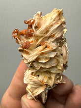 Load image into Gallery viewer, Natural Vanadinite on Matrix | Collector Mineral Specimen | Morocco