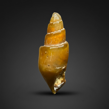 Load image into Gallery viewer, Agatized Gastropod Fossil Specimen | Morocco