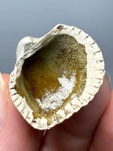 Load image into Gallery viewer, Bivalve (Pelecypoda) Fossil Sea Shell with Chalcopyrite | Mineralized Fossil Specimen | Indonesia