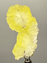Load image into Gallery viewer, Vibrant Yellow Brucite Thumbnail Mineral Specimen | Collector Crystal from Killa Saifullah District in Balochistan Province, Pakistan