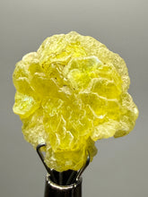 Load image into Gallery viewer, Vibrant Yellow Brucite Thumbnail Mineral Specimen | Collector Crystal from Killa Saifullah District in Balochistan Province, Pakistan