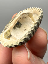 Load image into Gallery viewer, Bivalve (Pelecypoda) Fossil Sea Shell with Chalcopyrite | Mineralized Fossil Specimen | Indonesia