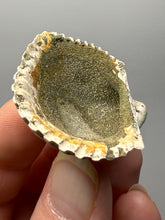 Load image into Gallery viewer, Bivalve (Pelecypoda) Fossil Sea Shell with Chalcopyrite | Mineralized Fossil Specimen | Indonesia