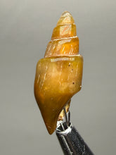 Load image into Gallery viewer, Agatized Gastropod Fossil Specimen | Morocco