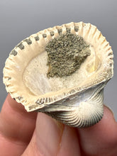 Load image into Gallery viewer, Bivalve (Pelecypoda) Fossil Sea Shell with Chalcopyrite | Mineralized Fossil Specimen | Indonesia