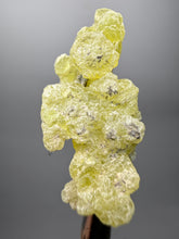 Load image into Gallery viewer, Vibrant Yellow Brucite Thumbnail Mineral Specimen | Collector Crystal from Killa Saifullah District in Balochistan Province, Pakistan