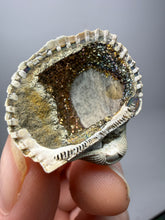Load image into Gallery viewer, Bivalve (Pelecypoda) Fossil Sea Shell with Chalcopyrite | Mineralized Fossil Specimen | Indonesia