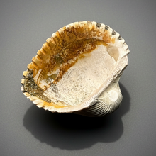Load image into Gallery viewer, Bivalve (Pelecypoda) Fossil Sea Shell with Chalcopyrite | Mineralized Fossil Specimen | Indonesia