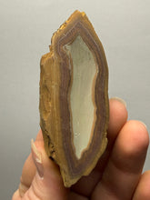 Load image into Gallery viewer, Stromatolite Fossil Slice | Ancient Microbial Reef Structure | Morocco
