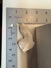 Load image into Gallery viewer, RARE COMBO Moroccan Ram’s Horn Selenite (Gypsum) with Yellow Botryoidal Fluorite Display Specimen
