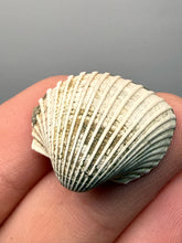 Load image into Gallery viewer, Bivalve (Pelecypoda) Fossil Sea Shell with Chalcopyrite | Mineralized Fossil Specimen | Indonesia
