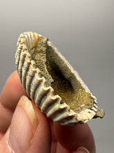 Load image into Gallery viewer, Bivalve (Pelecypoda) Fossil Sea Shell with Chalcopyrite | Mineralized Fossil Specimen | Indonesia