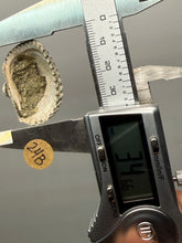 Load image into Gallery viewer, Bivalve (Pelecypoda) Fossil Sea Shell with Chalcopyrite | Mineralized Fossil Specimen | Indonesia