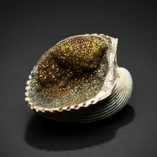 Load image into Gallery viewer, Bivalve (Pelecypoda) Fossil Sea Shell with Chalcopyrite | Mineralized Fossil Specimen | Indonesia