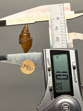 Load image into Gallery viewer, Agatized Gastropod Fossil Specimen | Morocco