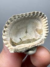 Load image into Gallery viewer, Bivalve (Pelecypoda) Fossil Sea Shell with Chalcopyrite | Mineralized Fossil Specimen | Indonesia