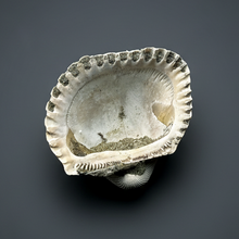 Load image into Gallery viewer, Bivalve (Pelecypoda) Fossil Sea Shell with Chalcopyrite | Mineralized Fossil Specimen | Indonesia