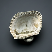 Load image into Gallery viewer, Bivalve (Pelecypoda) Fossil Sea Shell with Chalcopyrite | Mineralized Fossil Specimen | Indonesia