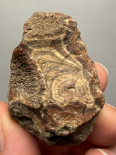 Load image into Gallery viewer, Premium Sumatra Agate (Banded Chalcedony) Display Specimen | Indonesia