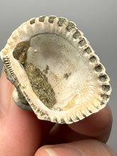 Load image into Gallery viewer, Bivalve (Pelecypoda) Fossil Sea Shell with Chalcopyrite | Mineralized Fossil Specimen | Indonesia