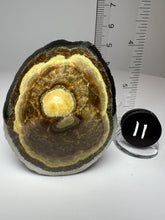 Load image into Gallery viewer, BARITE, MARCASITE Polished Free Form • Lubin Mine, KGHM, Lubin District, Legnica, Lower Silesial, Poland