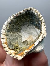 Load image into Gallery viewer, Bivalve (Pelecypoda) Fossil Sea Shell with Chalcopyrite | Mineralized Fossil Specimen | Indonesia