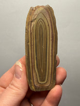 Load image into Gallery viewer, Stromatolite Fossil Slice | Ancient Microbial Reef Structure | Morocco