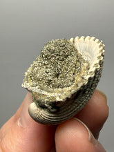 Load image into Gallery viewer, Bivalve (Pelecypoda) Fossil Sea Shell with Chalcopyrite | Mineralized Fossil Specimen | Indonesia