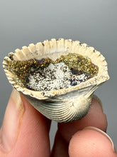 Load image into Gallery viewer, Bivalve (Pelecypoda) Fossil Sea Shell with Calcite Crystals and Chalcopyrite | Mineralized Fossil Specimen | Indonesia
