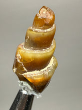 Load image into Gallery viewer, Agatized Gastropod Fossil Specimen | Morocco