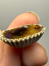 Load image into Gallery viewer, Bivalve (Pelecypoda) Fossil Sea Shell with Chalcopyrite | Mineralized Fossil Specimen | Indonesia