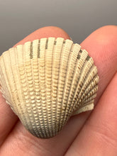Load image into Gallery viewer, Bivalve (Pelecypoda) Fossil Sea Shell with Chalcopyrite | Mineralized Fossil Specimen | Indonesia