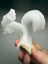 Load image into Gallery viewer, Moroccan Ram’s Horn Selenite (Gypsum) Crystal Display Specimen