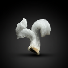 Load image into Gallery viewer, Moroccan Ram’s Horn Selenite (Gypsum) Crystal Display Specimen