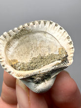 Load image into Gallery viewer, Bivalve (Pelecypoda) Fossil Sea Shell with Chalcopyrite | Mineralized Fossil Specimen | Indonesia